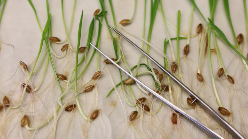 EU einigt sich auf Lockerungen für gentechnisch veränderte Lebensmittel