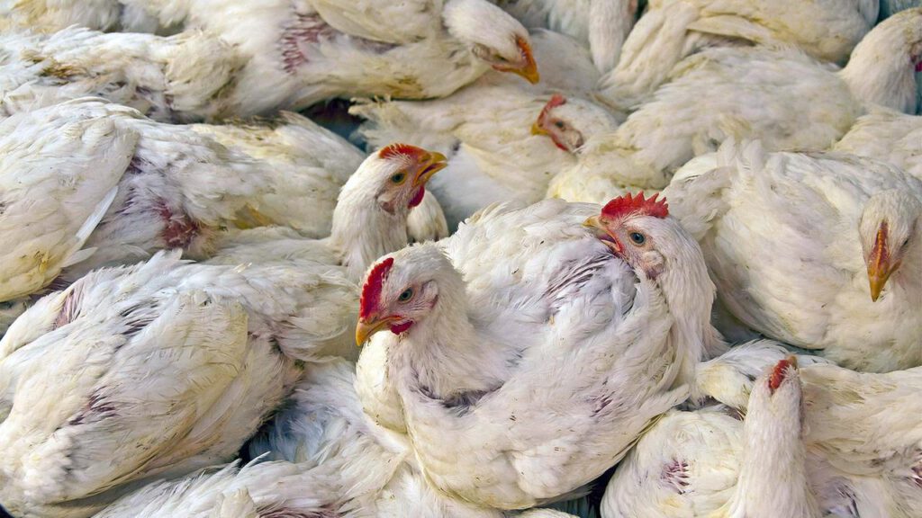 Massentierhaltung für den Profit | tagesschau.de